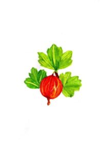 Gooseberry (2016) Board Game