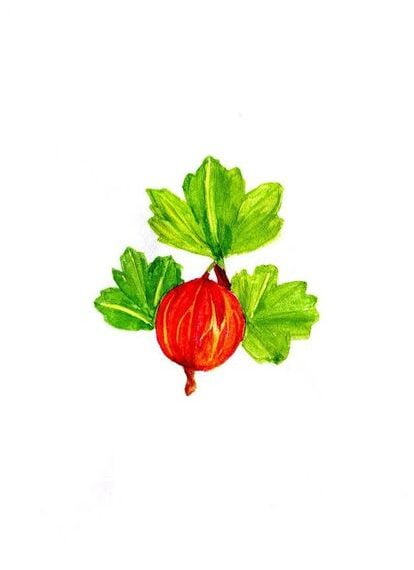 Gooseberry (2016) Board Game