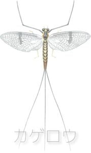 Illustration of a mayfly with detailed wings and body, displayed against a light background with Japanese text beneath.