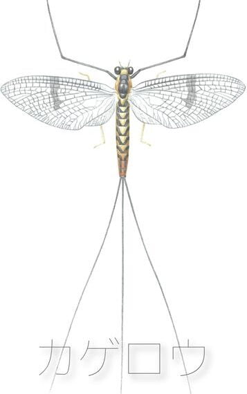 Illustration of a mayfly with detailed wings and body, displayed against a light background with Japanese text beneath.