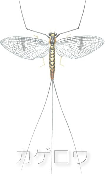 Illustration of a mayfly with detailed wings and body, displayed against a light background with Japanese text beneath.