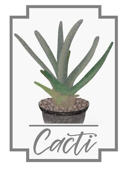 Cacti (2020) Board Game